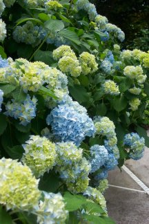 Landscaping with Color - Perenials, Vines, and Shrub Ideas