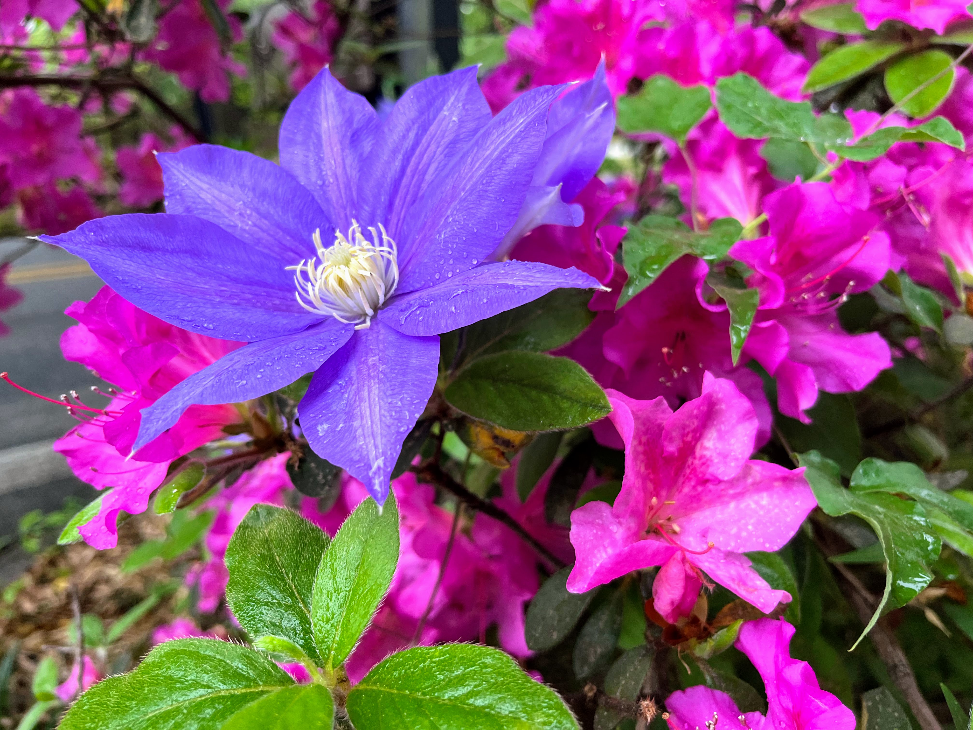 pink azaleas and purple clematis