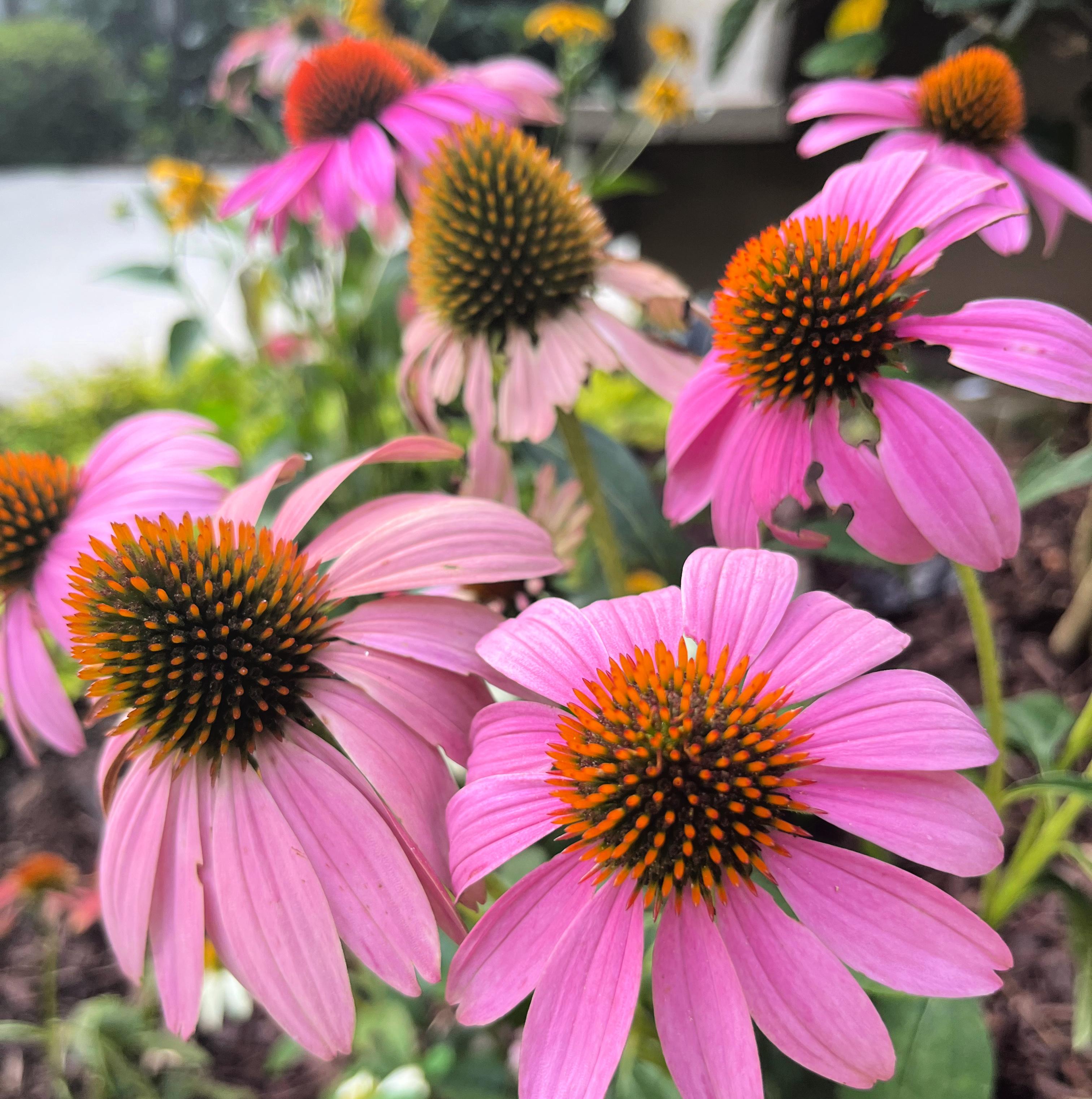 pool landscaping plants