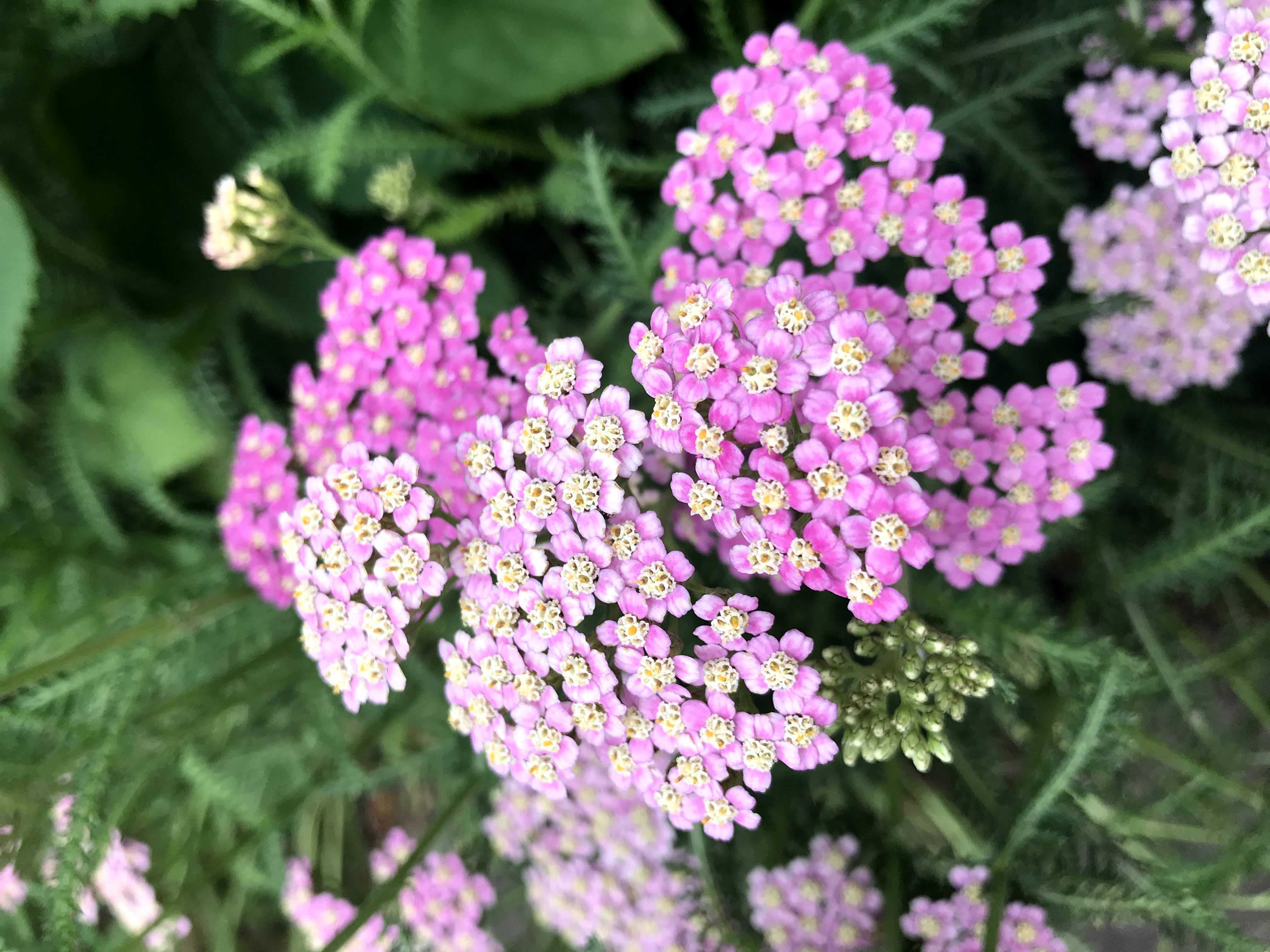 pool landscaping plants