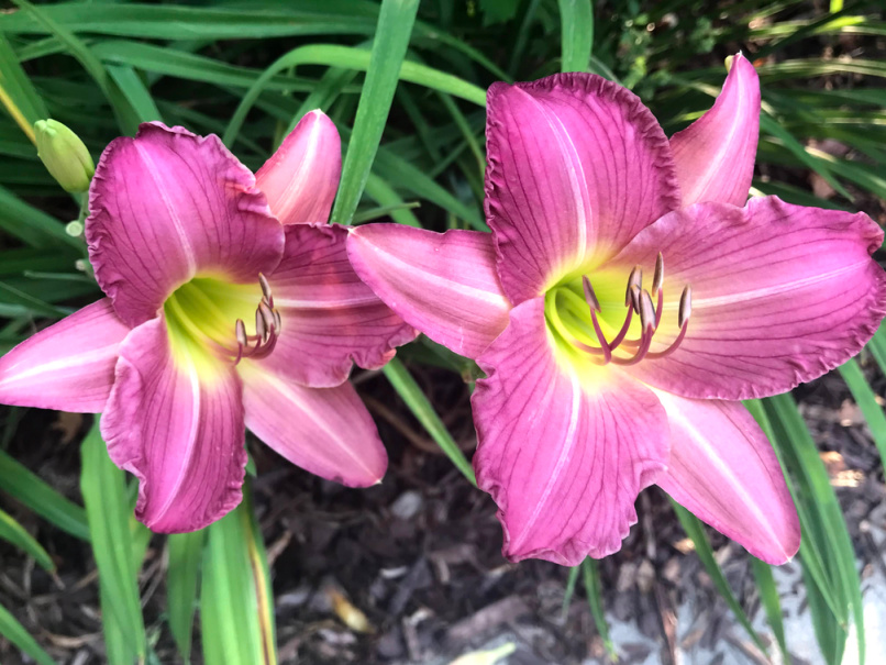 two pink daylilies