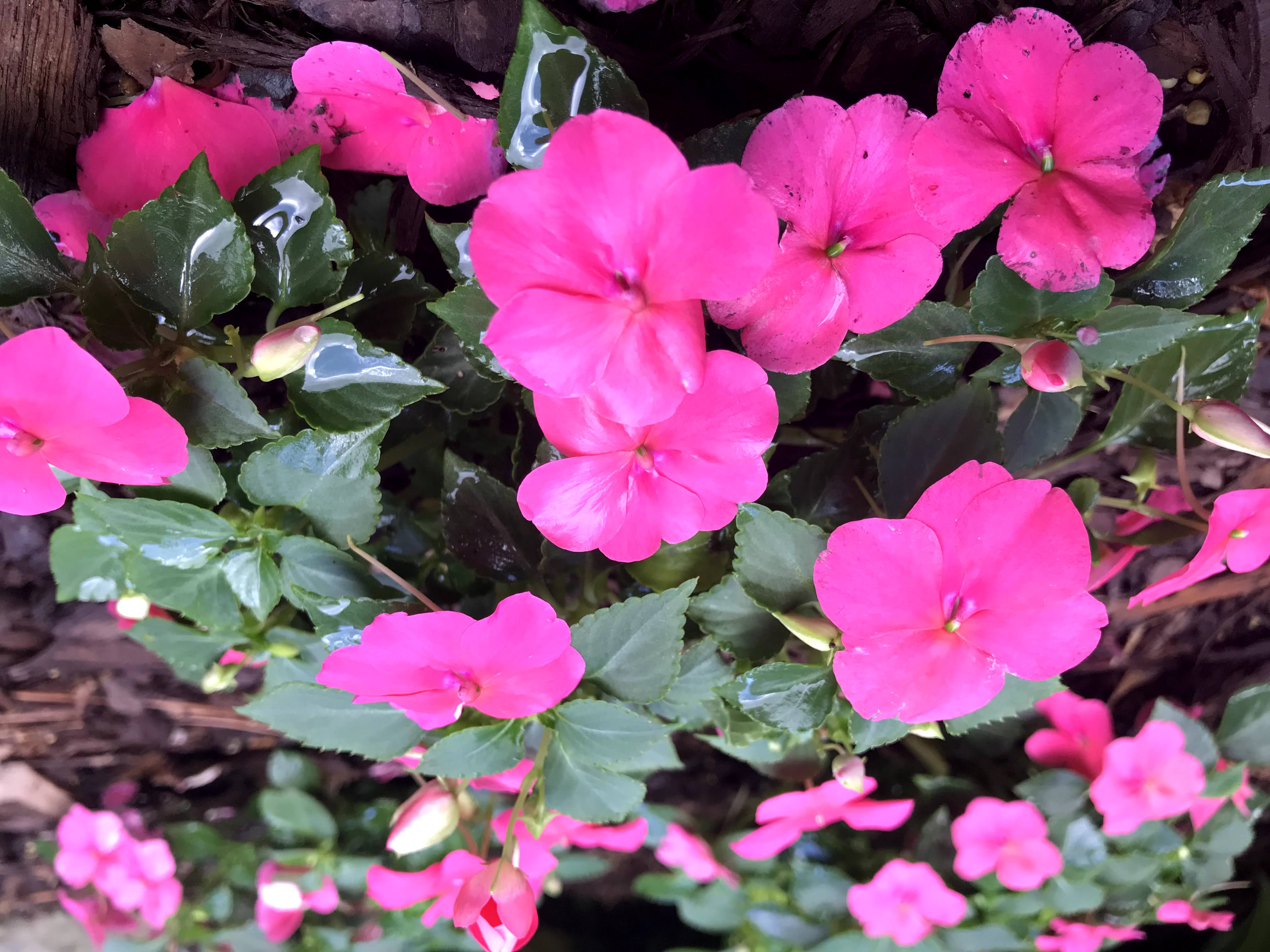 pink impatience plants