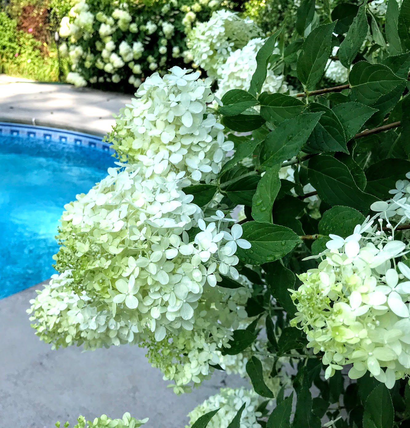 low maintenance pool landscaping plants