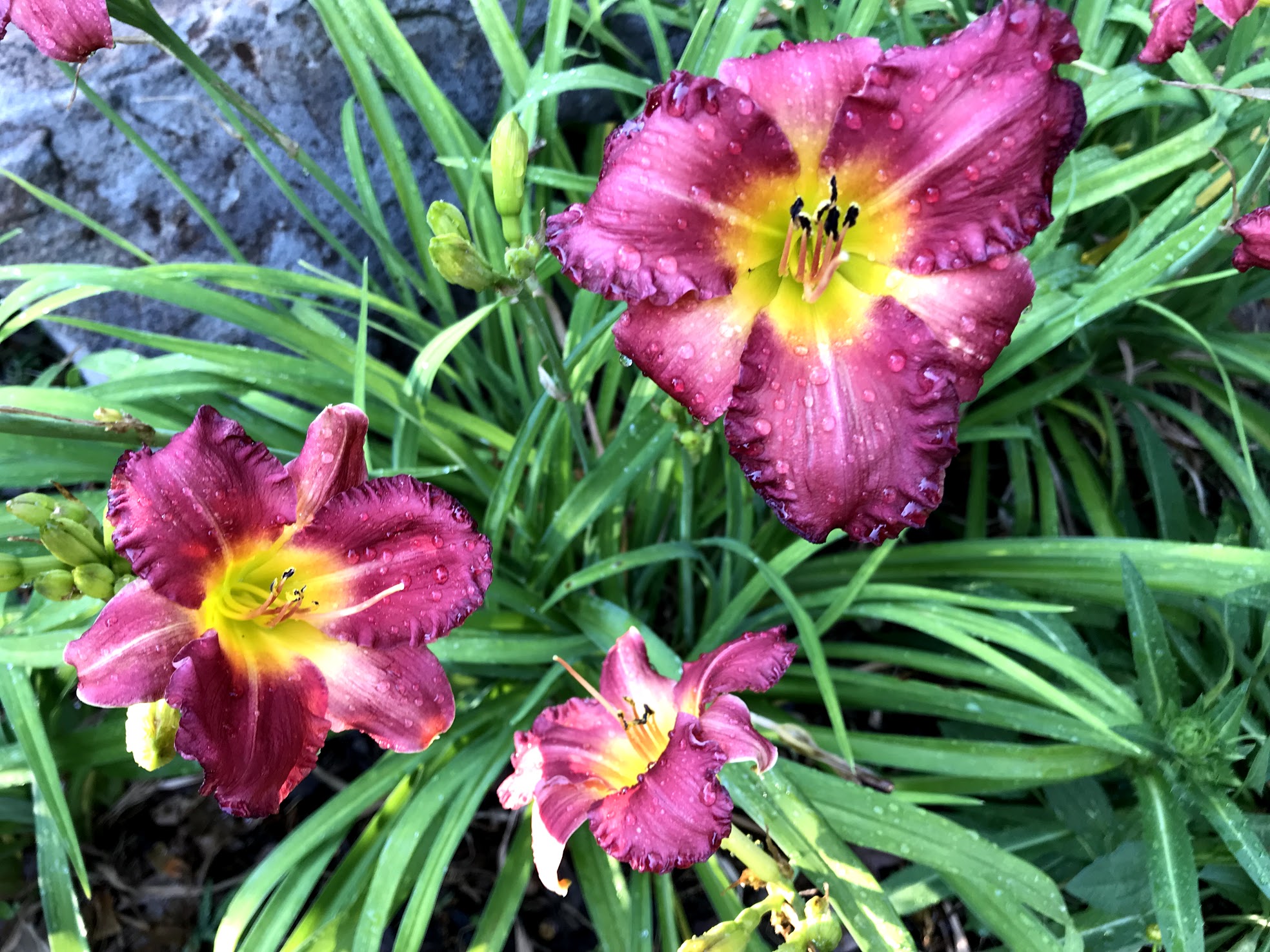 low maintenance pool landscaping plants