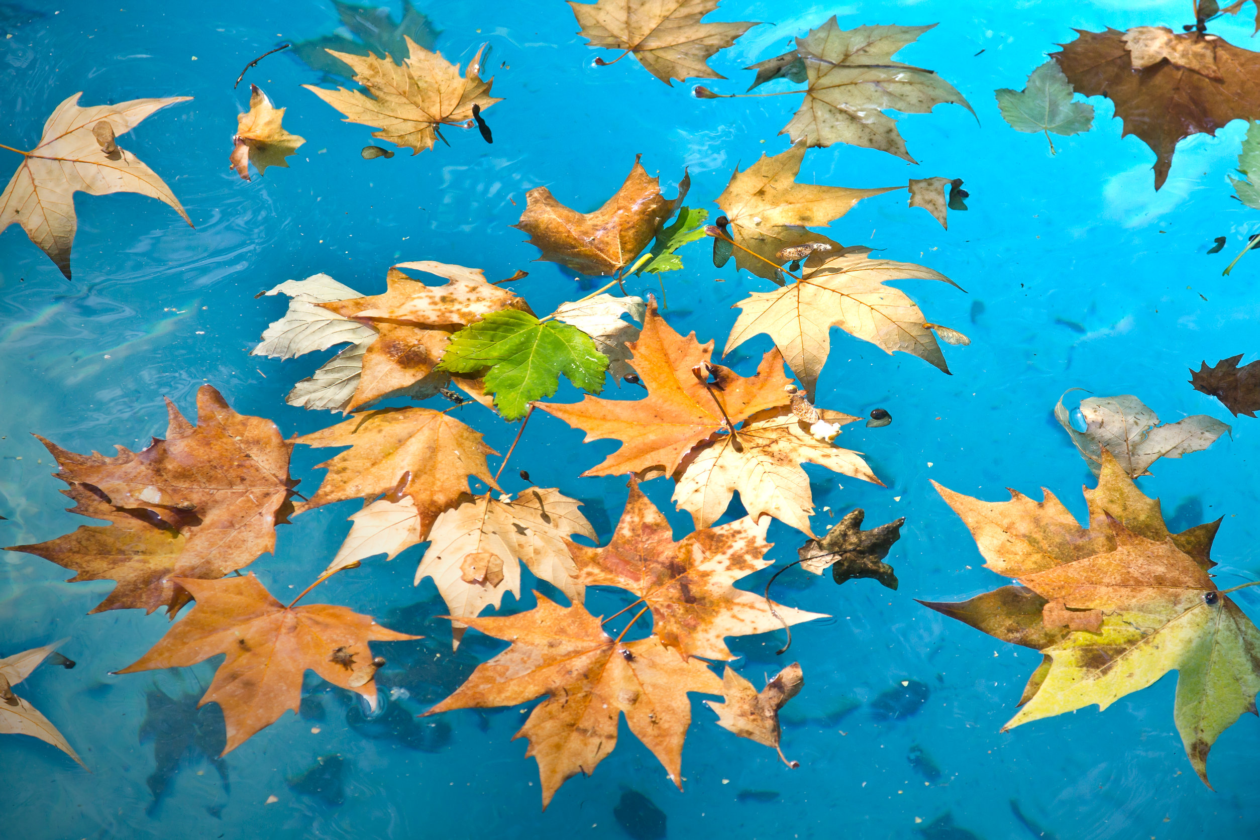 swimming pool leaf covers